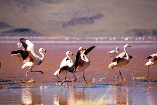 Flamingos in a red lake in Bolivia