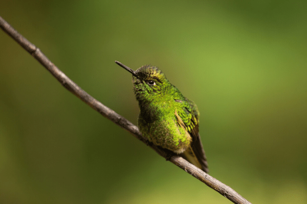 Hummingbird, Colombia