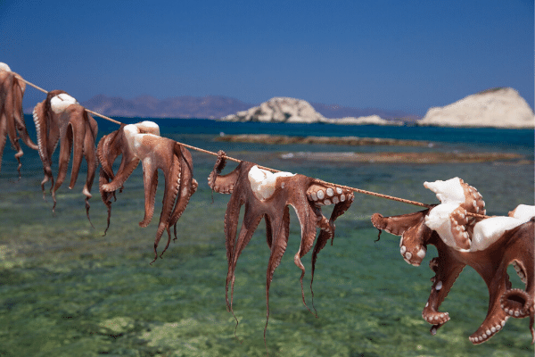 Octopus on the line in Milos, Greece