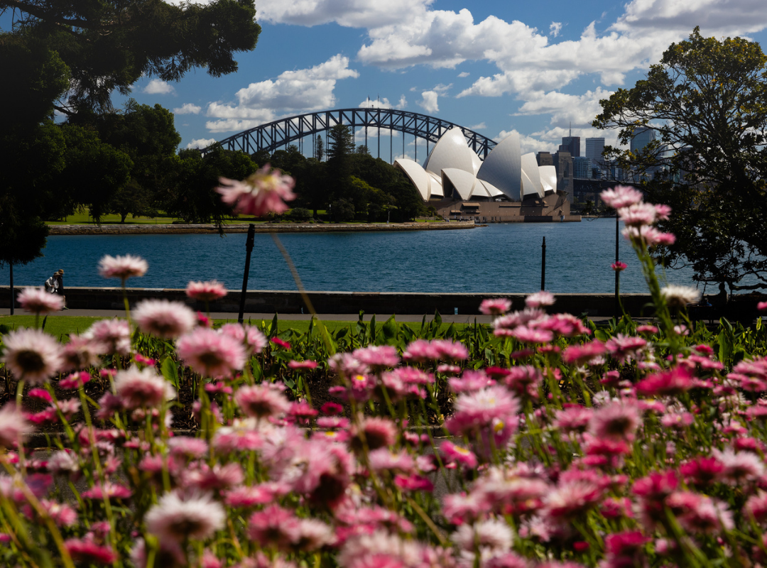Most breathaking picnic spots in Sydney - Royal Botanic Gardens 