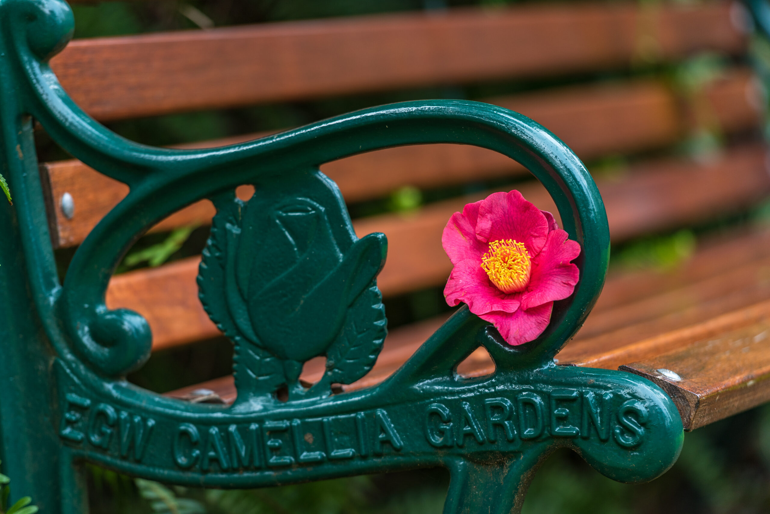 E.G Waterhouse Camellia Gardens - bench at this Sydney picnic spot