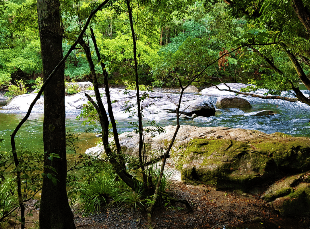 Creek and bushland in Bellingen
