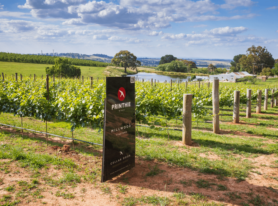 Printhie vineyards in Orange